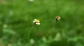 Beautiful Butterfly on Flowers, Colorful Wings, Great Nature HD Footage