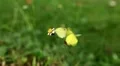 Beautiful Butterfly on Flowers, Colorful Wings, Great Nature HD Footage