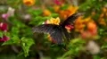 Beautiful Butterfly on Flowers, Colorful Wings, Great Nature HD Footage