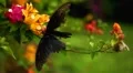 Beautiful Butterfly on Flowers, Colorful Wings, Great Nature HD Footage