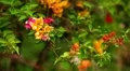 Beautiful Butterfly on Flowers, Colorful Wings, Great Nature HD Footage