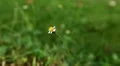 Beautiful Butterfly on Flowers, Colorful Wings, Great Nature HD Footage