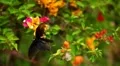 Beautiful Butterfly on Flowers, Colorful Wings, Great Nature HD Footage