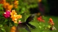 Beautiful Butterfly on Flowers, Colorful Wings, Great Nature HD Footage