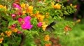Beautiful Butterfly on Flowers, Colorful Wings, Great Nature HD Footage