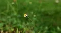 Beautiful Butterfly on Flowers, Colorful Wings, Great Nature HD Footage