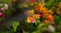 Beautiful Butterfly on Flowers, Colorful Wings, Great Nature HD Footage