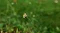 Beautiful Butterfly on Flowers, Colorful Wings, Great Nature HD Footage