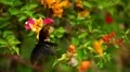 Beautiful Butterfly on Flowers, Colorful Wings, Great Nature HD Footage