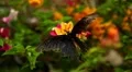 Beautiful Butterfly on Flowers, Colorful Wings, Great Nature HD Footage