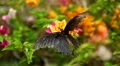 Beautiful Butterfly on Flowers, Colorful Wings, Great Nature HD Footage