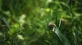 Beautiful Butterfly on Flowers, Colorful Wings, Great Nature HD Footage
