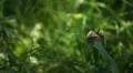 Beautiful Butterfly on Flowers, Colorful Wings, Great Nature HD Footage