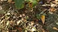 Beautiful Butterfly on Flowers, Colorful Wings, Great Nature HD Footage