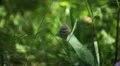 Beautiful Butterfly on Flowers, Colorful Wings, Great Nature HD Footage