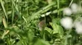 Beautiful Butterfly on Flowers, Colorful Wings, Great Nature HD Footage