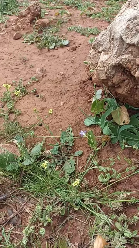 A beautiful butterfly flying over wild green plants and yellow flowers Stock Footage 333473308