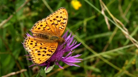 Beautiful butterfly Stock Footage