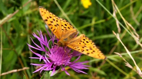 Beautiful butterfly Stock Footage 733129