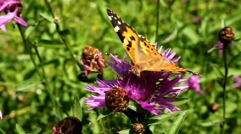 Beautiful butterfly Stock Footage