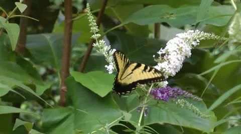 Beautiful butterfly Stock Footage 12169883