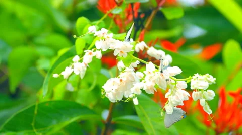 Beautiful butterfly Stock Footage 50552421