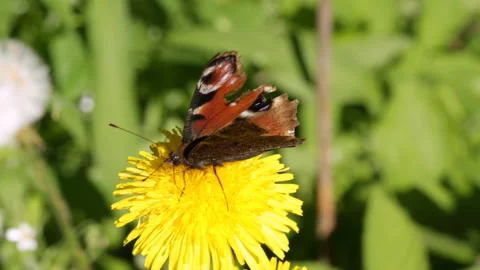 Beautiful butterfly 库存影片 90604737