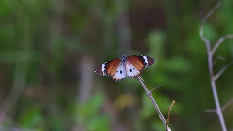 Beautiful Butterfly Stock Footage 133076607