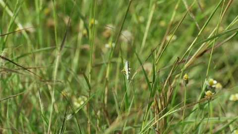 Beautiful butterfly Stock Footage 162780988