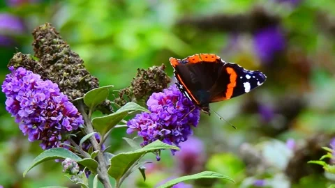 Beautiful butterfly Vídeos de archivo 215629844