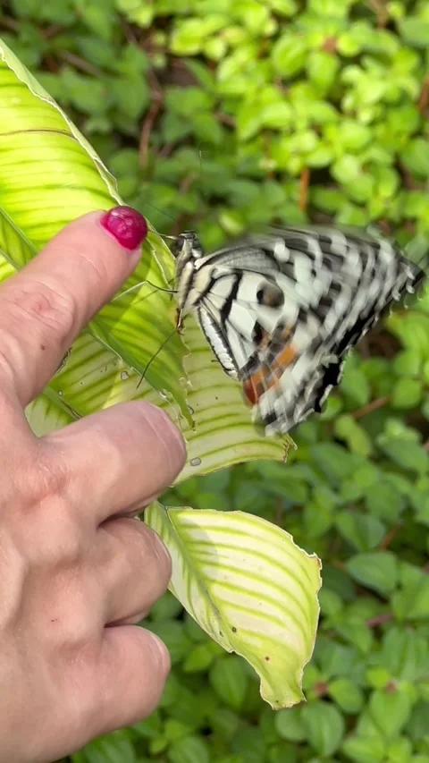 Beautiful butterfly Stock Footage 227827897
