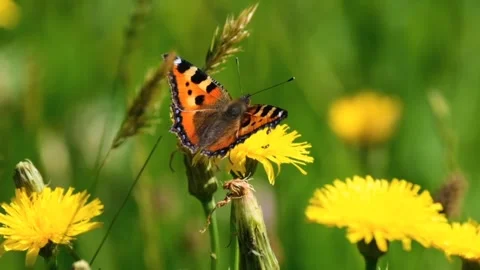 Beautiful butterfly 库存影片 242380979