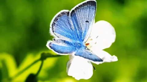 Beautiful butterfly Stock Footage 244298899