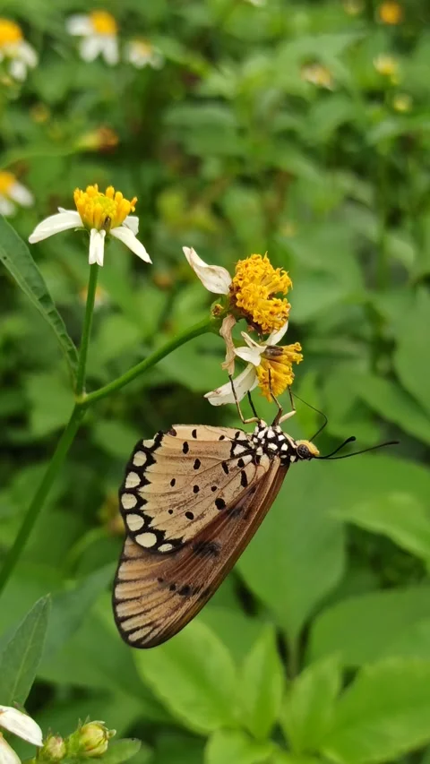 Beautiful butterfly Video stock 268772497