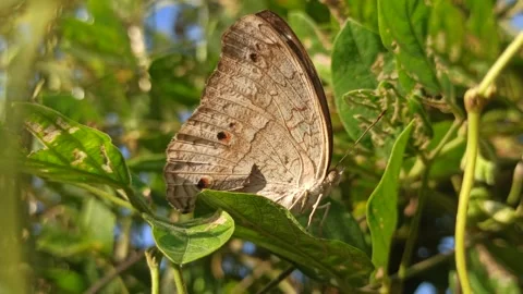Beautiful butterfly Video stock 274405473