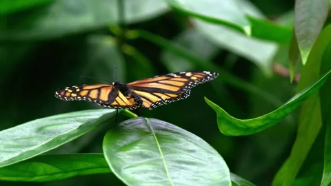 Beautiful butterfly  Stock Footage 286719464