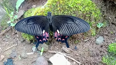 Beautiful butterfly 動画素材 288831397