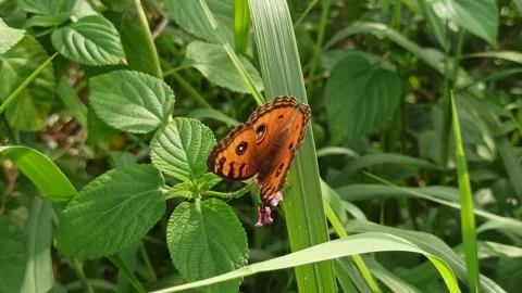 Beautiful butterfly Stock Footage 297137447