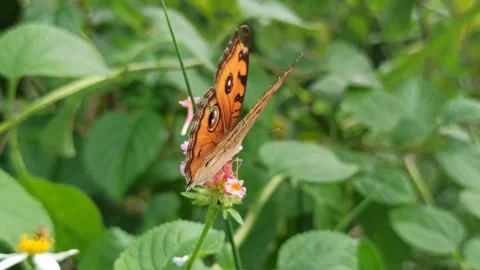 Beautiful butterfly Stock Footage 297137456