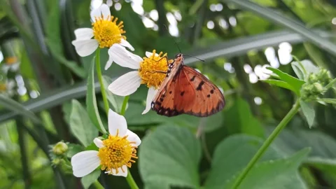 Beautiful butterfly Stock Footage 297137464