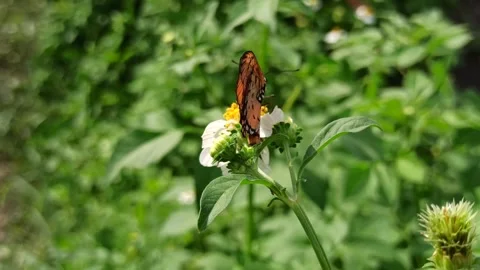 Beautiful butterfly Video stock 297137538