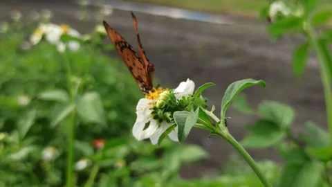 Beautiful butterfly Video stock 297137540