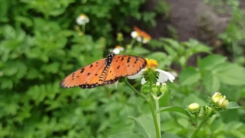 Beautiful butterfly Video stock 297137546