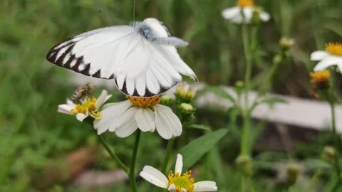 Beautiful butterfly Stock Footage 300423102