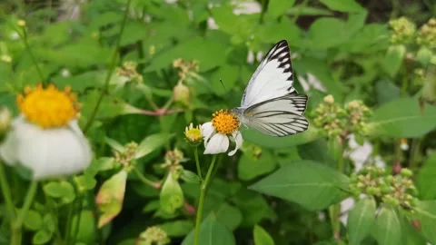 Beautiful butterfly Stock Footage 300423131