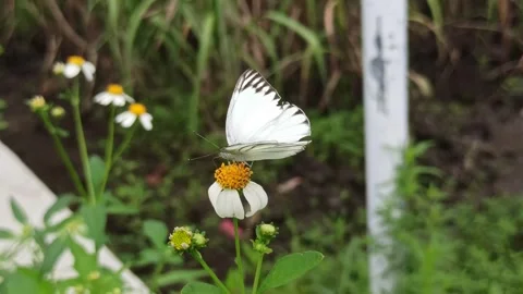 Beautiful butterfly Video stock 300423327
