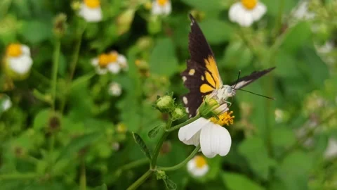 Beautiful butterfly Video stock 300423473