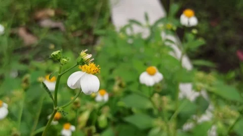 Beautiful butterfly Stock Footage 300423487