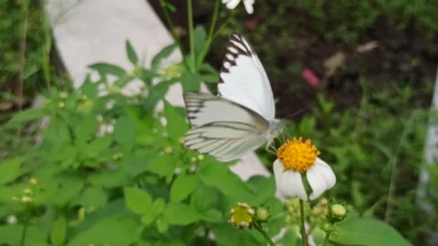 Beautiful butterfly Video stock 300423514