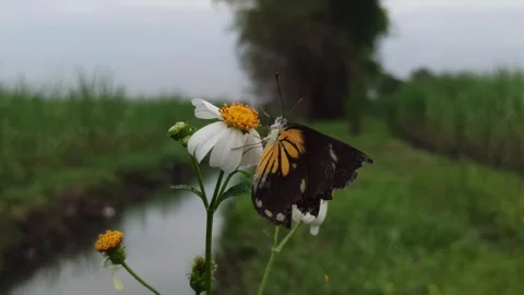 Beautiful butterfly Stock Footage 300423543